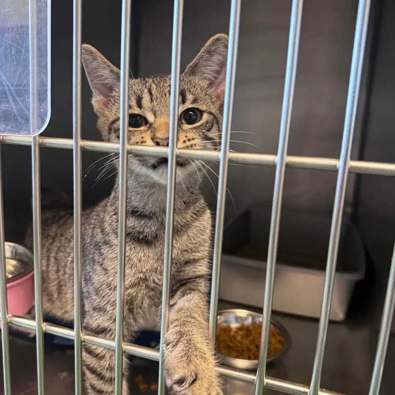 A baby small-sized male Brown / Chocolate Domestic Short Hair cat named Eevee for adoption in South Haven, MI