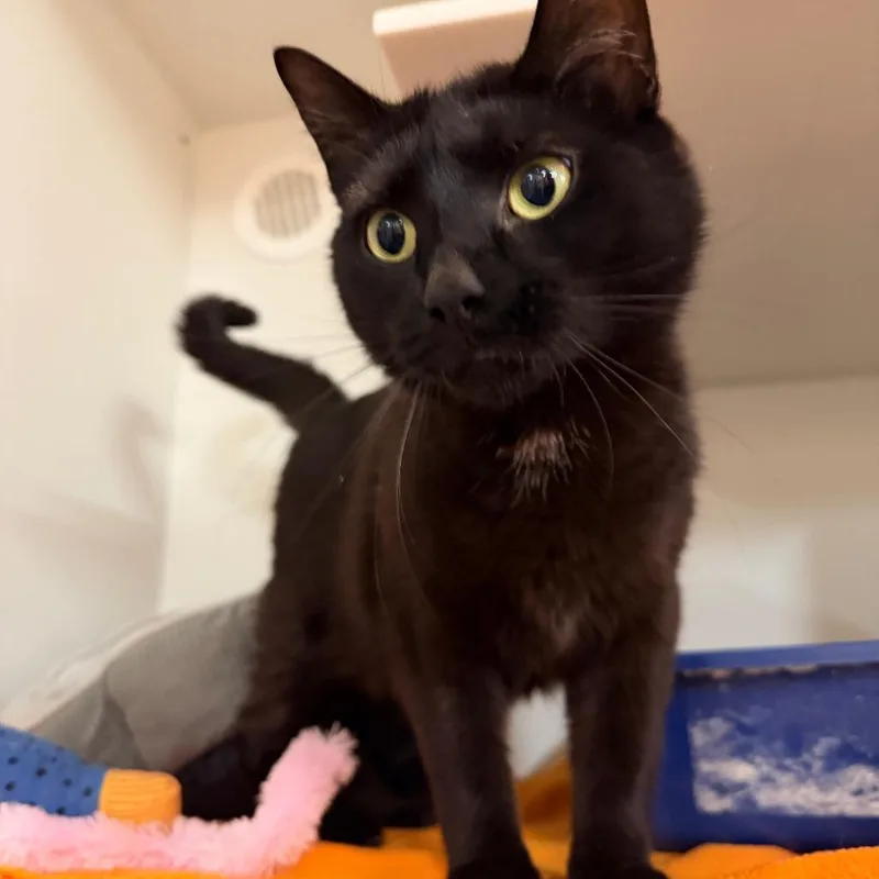 An adult large-sized female Black Domestic Short Hair cat named Juno for adoption in New Fairfield, CT