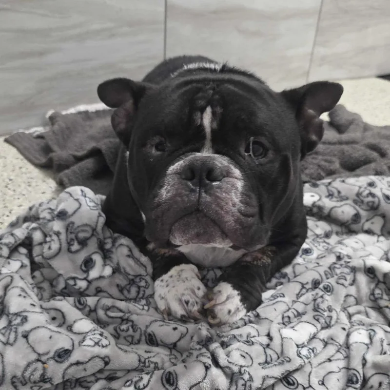 An adult large-sized male Black English Bulldog dog named Big Roscoe for adoption in Muncie, IN