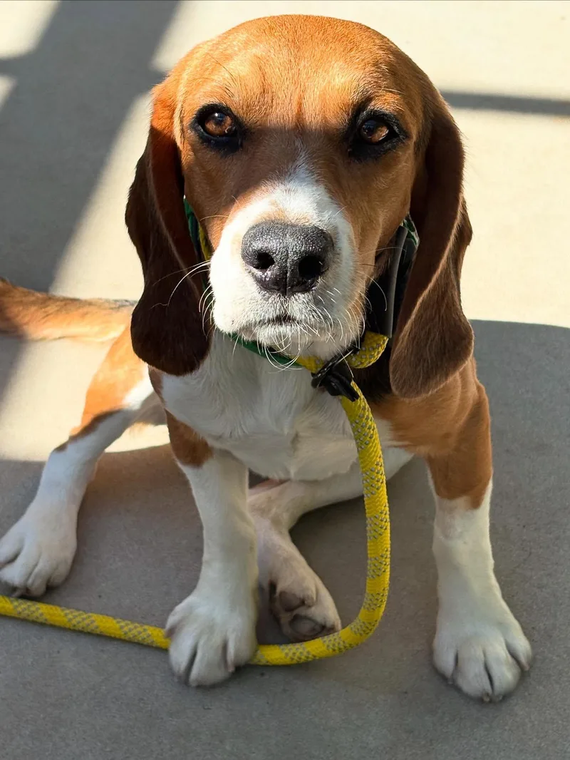 A young small-sized male Tricolor (Brown, Black, & White) Beagle dog named Huckleberry Finn Ridglan beagle for adoption in Star, ID