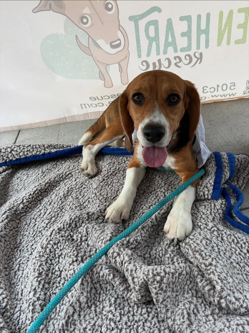 Huckleberry Finn Ridglan beagle thumbnail 2