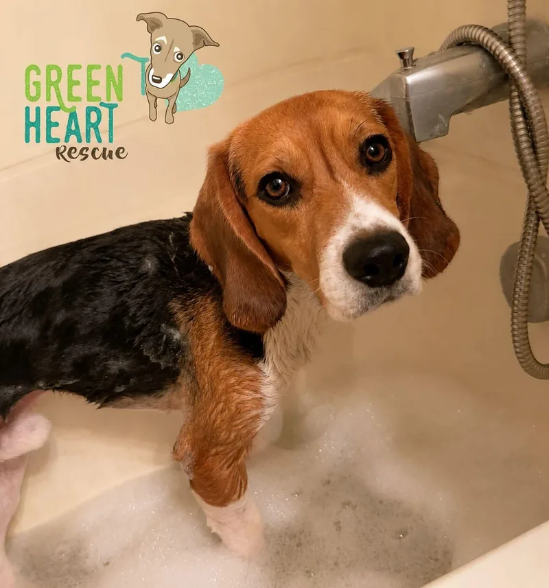 Huckleberry Finn Ridglan beagle thumbnail 3