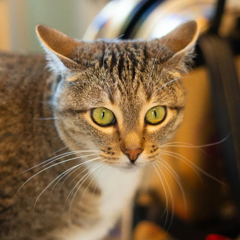 An adult large-sized female Brown / Chocolate Domestic Short Hair cat named Trixie for adoption in Lakewood, CO