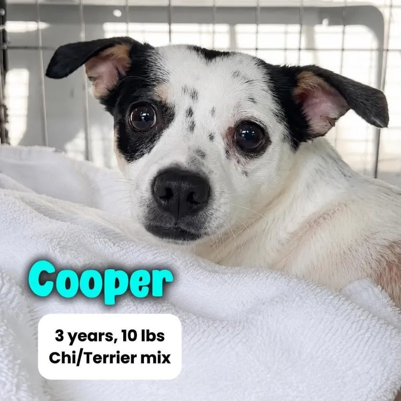 Cooper thumbnail 2