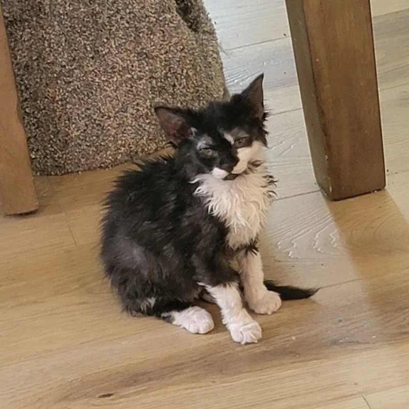 A baby medium-sized female Black Domestic Medium Hair cat named Valkyrie for adoption in Wyandotte, MI