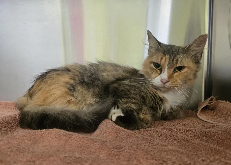 An adult large-sized female Calico cat named Pandora for adoption in Dickson, TN