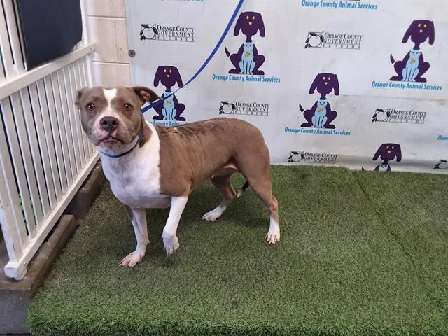 A young large-sized female Pit Bull Terrier dog named Princess for adoption in Orlando, FL