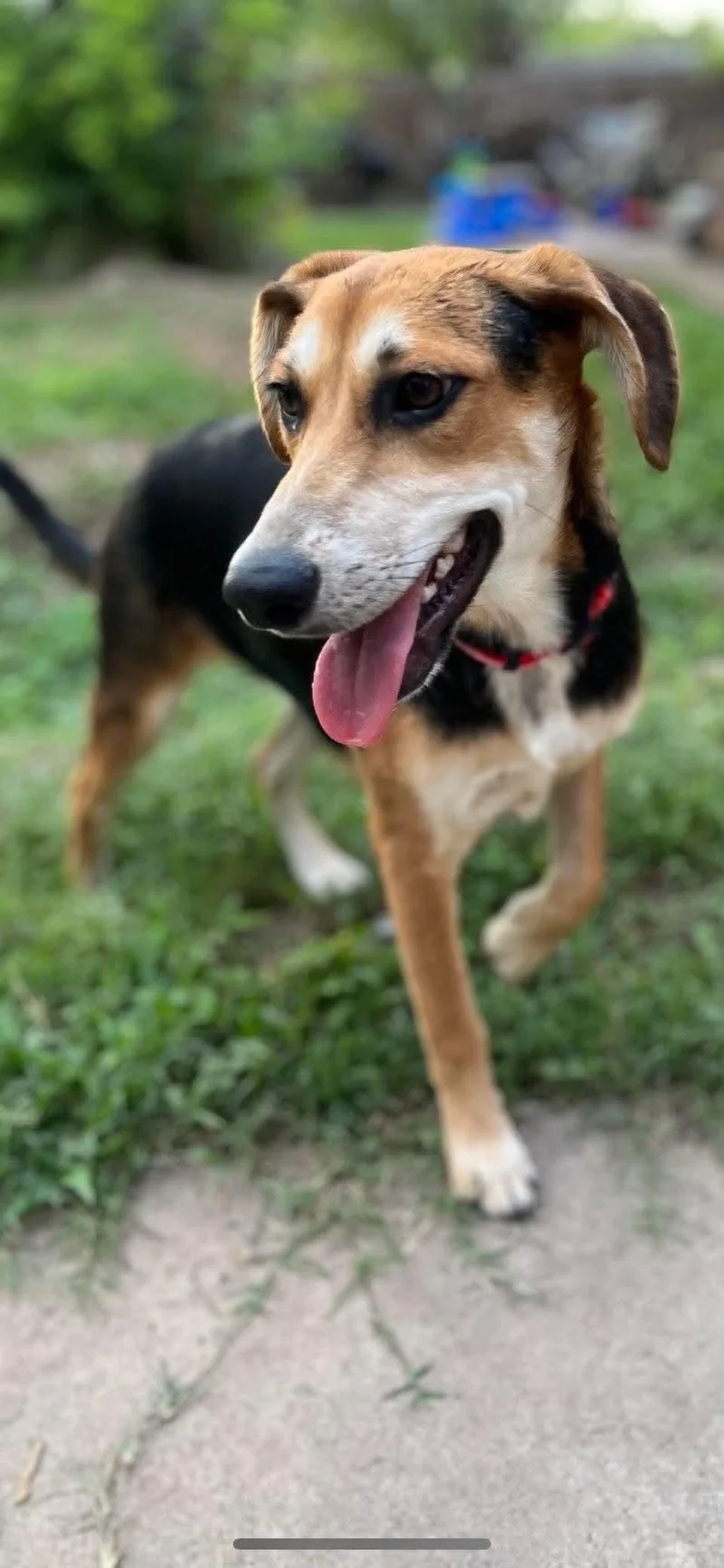 A young medium-sized female Mixed Breed dog named Saturday for adoption in Lockhart, TX