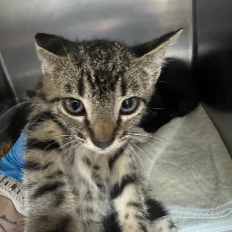 A baby small-sized female Gray / Blue / Silver Domestic Short Hair cat named Cricket for adoption in Galveston, TX