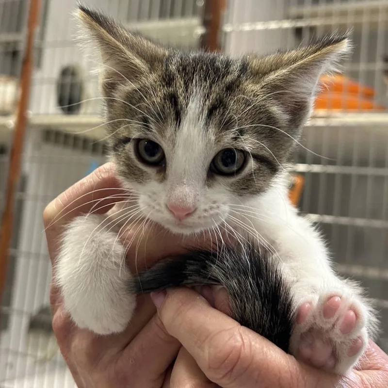 A baby small-sized male Gray / Blue / Silver Domestic Short Hair cat named Atticus for adoption in Hannibal, MO