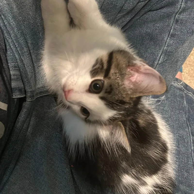 A baby small-sized male White Domestic Medium Hair cat named Yoshi C for adoption in Princeton, MN