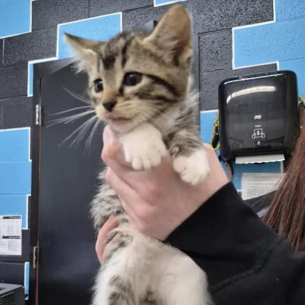 A baby small-sized male Black Domestic Short Hair cat named Gunther for adoption in Ardmore, OK