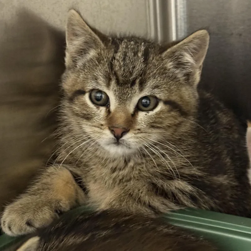 A baby small-sized male Gray / Blue / Silver American Shorthair cat named Cheer Bear for adoption in Cody, WY