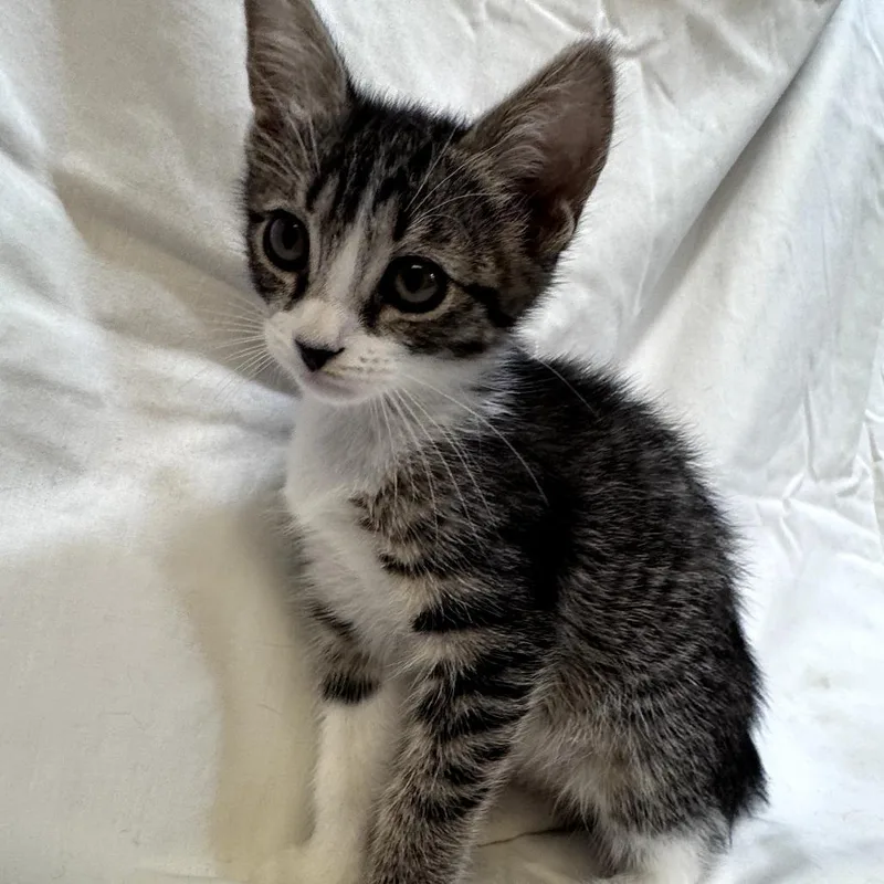 A baby small-sized female Brown / Chocolate Domestic Short Hair cat named Fable for adoption in Brea, CA