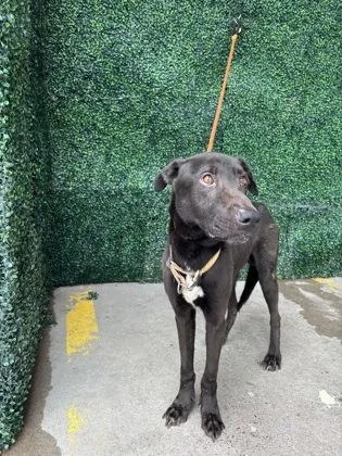 A young medium-sized male Labrador Retriever dog named 61785011 for adoption in El Paso, TX