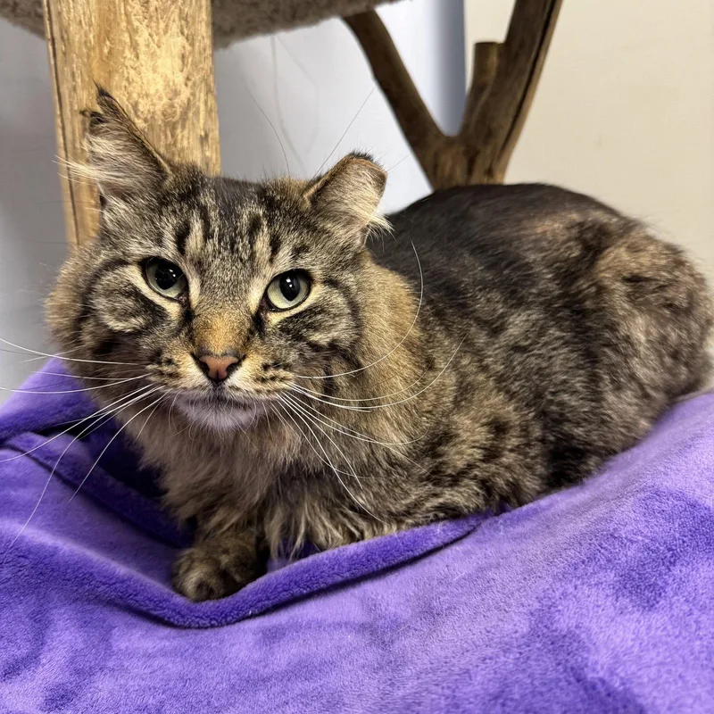 An adult large-sized male Domestic Medium Hair cat named Harry for adoption in Hanover Park, IL