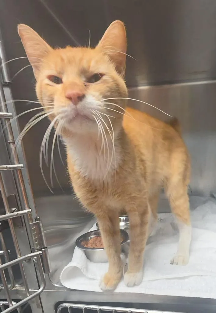 An adult medium-sized male Manx cat named Jimmy Pesto for adoption in Sherwood, AR