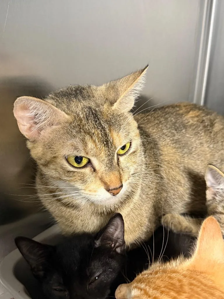 A young medium-sized female Torbie Domestic Short Hair cat named Faith for adoption in Heathsville, VA
