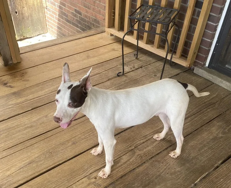 A baby medium-sized male Tricolor (Brown, Black, & White) Bull Terrier dog named Radar for adoption in Horn Lake, MS