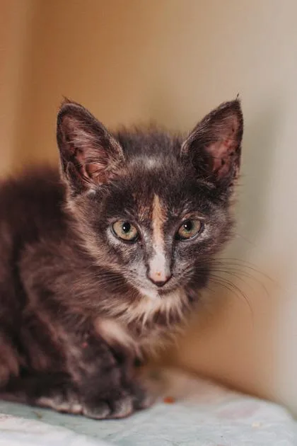 A young small-sized female Domestic Short Hair cat named a Serena for adoption in North Charleston, SC