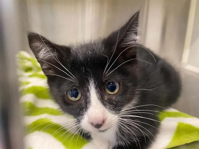 A baby small-sized male Domestic Short Hair cat named Davey for adoption in Tustin, CA