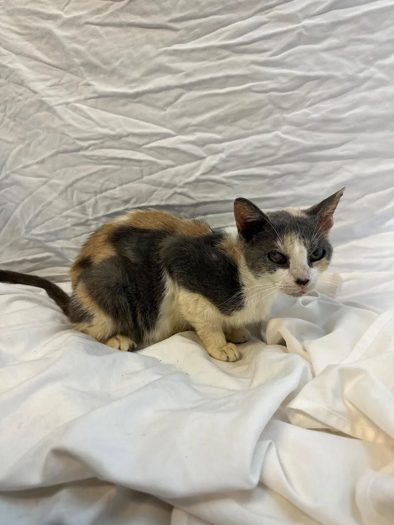 An adult medium-sized female Calico cat named Honeybutter for adoption in Margate, FL