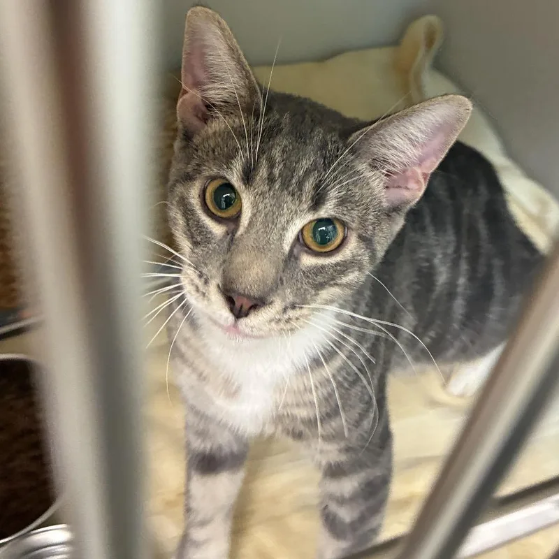 A young medium-sized male Gray / Blue / Silver Domestic Short Hair cat named 72969 for adoption in Harrisonburg, VA