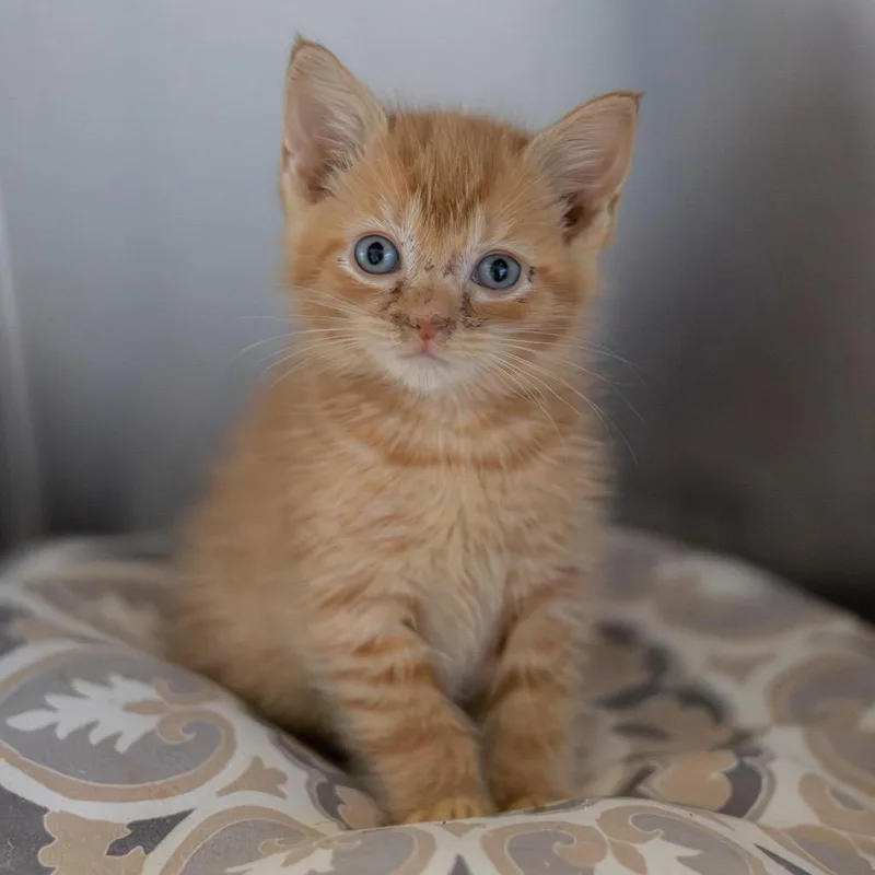A baby small-sized male Orange / Red Domestic Short Hair cat named Millhouse bonded to Bart for adoption in Newark, DE