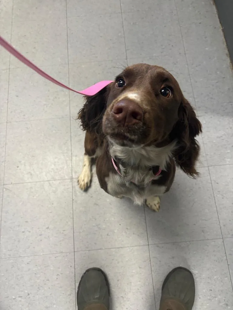 An adult medium-sized male English Springer Spaniel dog named Mason for adoption in Elizabethtown, NC