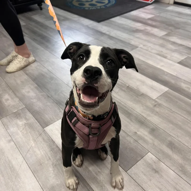 Lily Mae