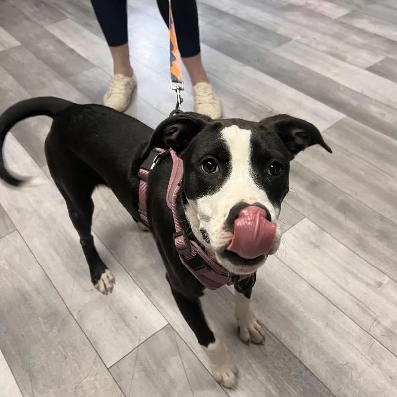 Lily Mae thumbnail 2