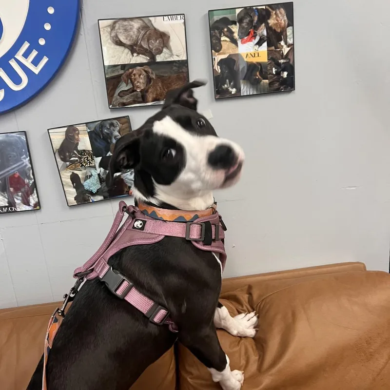 Lily Mae thumbnail 3