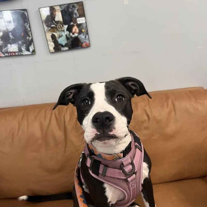 Lily Mae thumbnail 4