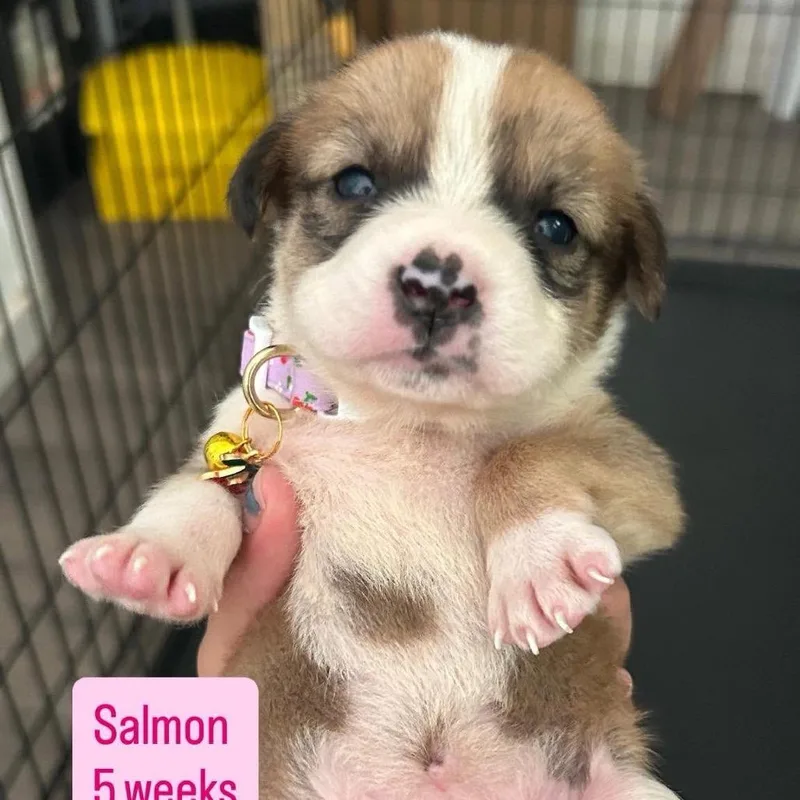 A baby small-sized female Husky dog named Salmon for adoption in Tampa, FL