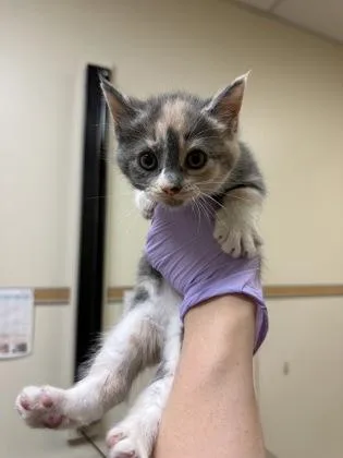 A baby small-sized female Domestic Short Hair cat named Mulberry for adoption in West Chester, PA