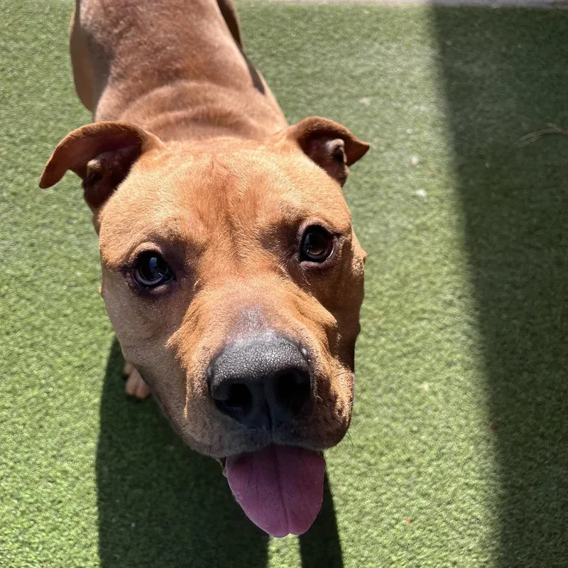 A young medium-sized male Yellow / Tan / Blond / Fawn Mixed Breed dog named Primo for adoption in Fairport, NY