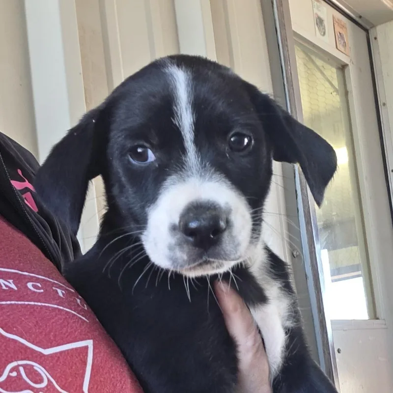 A baby medium-sized female Black German Shepherd Dog dog named Ginny for adoption in Midland, TX