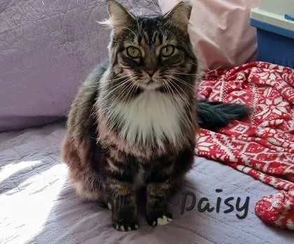 An adult medium-sized female Domestic Long Hair cat named Daisy for adoption in Fairfax, VA