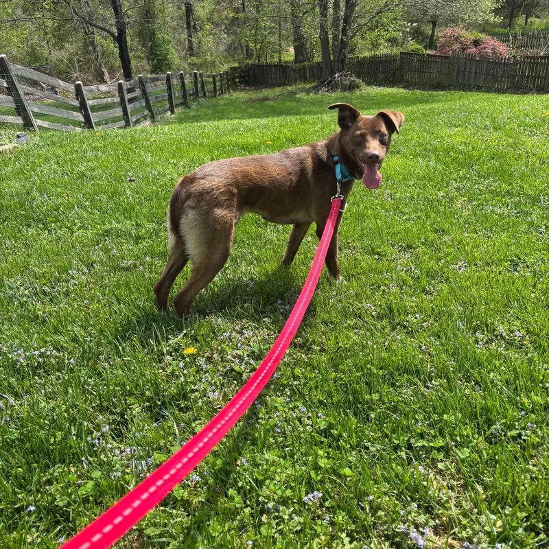 A young medium-sized female Brown / Chocolate Chocolate Labrador Retriever dog named Merrill for adoption in Alexandria, VA