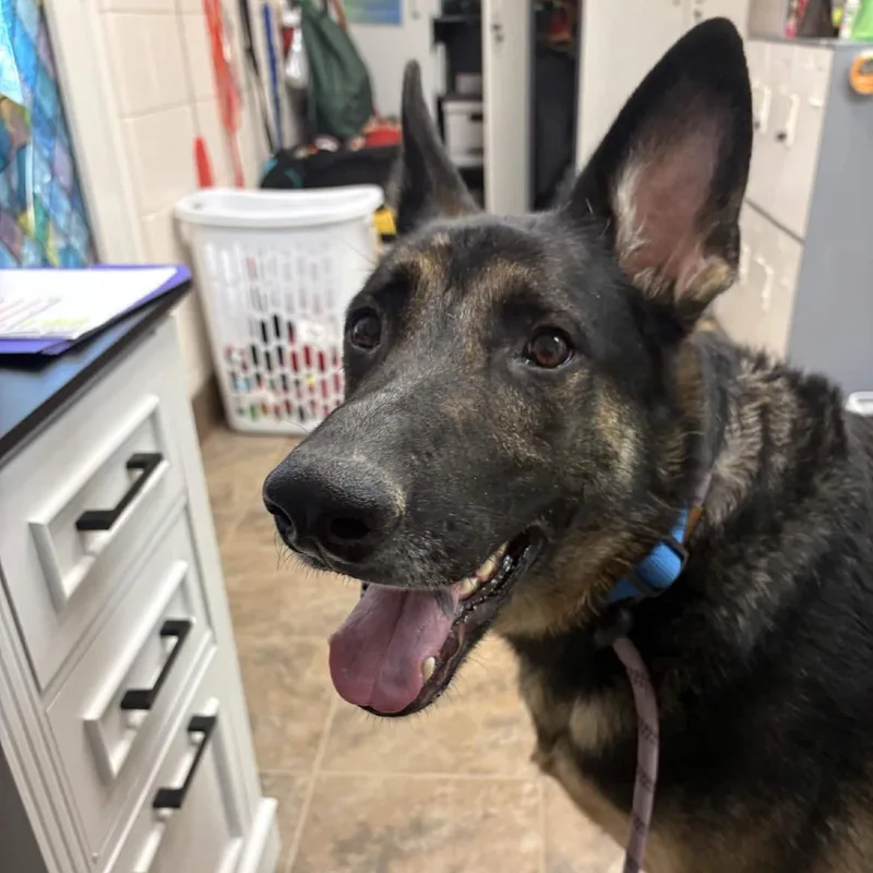 An adult extra large-sized male Brindle German Shepherd Dog named Arlo for adoption in Gloucester, VA