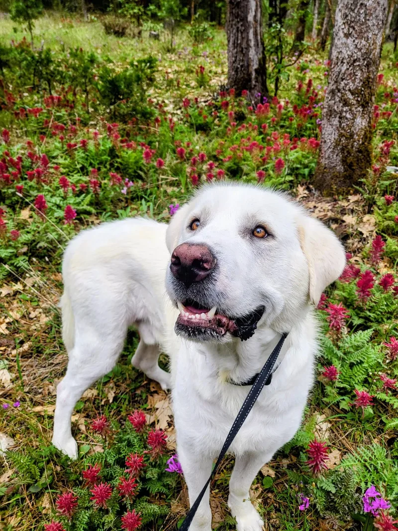 A young extra large-sized male White / Cream Great Pyrenees dog named Yeti for adoption in Grants Pass, OR