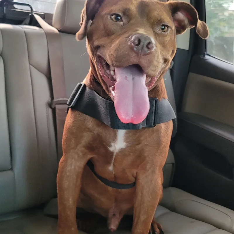 An adult medium-sized male Red / Chestnut / Orange American Staffordshire Terrier dog named Chocolate for adoption in Magnolia, TX