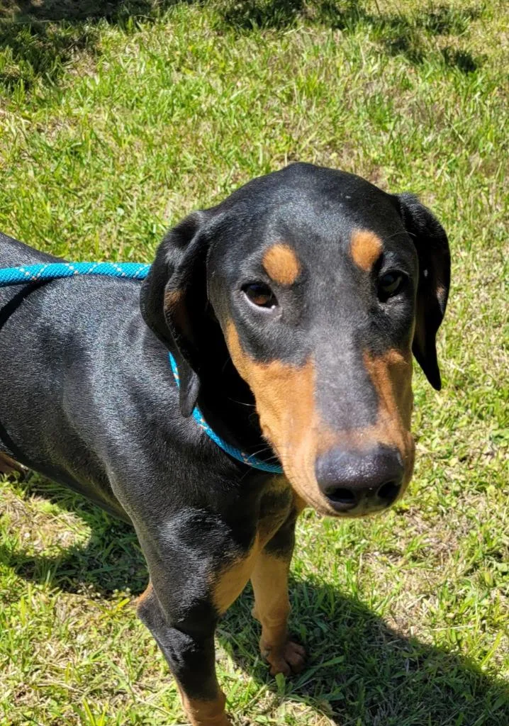A baby medium-sized female Doberman Pinscher dog named Moe for adoption in Lawrenceburg, TN