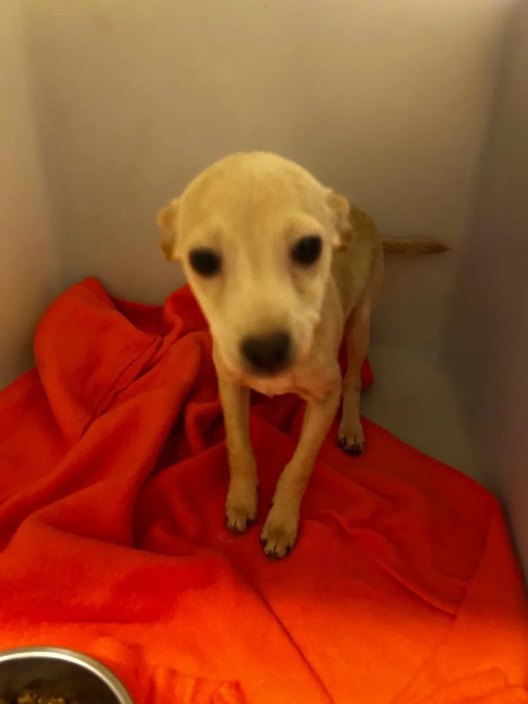 A young small-sized male Chihuahua dog named Hehe for adoption in Douglasville, GA
