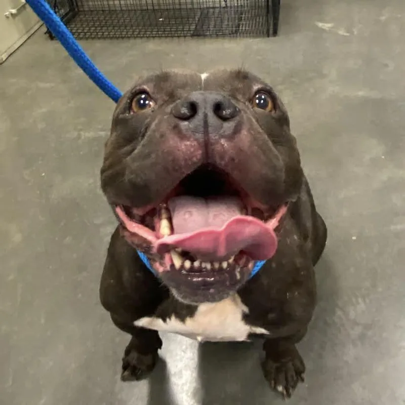 An adult medium-sized female Black Mixed Breed dog named Nessie for adoption in Dickinson, TX