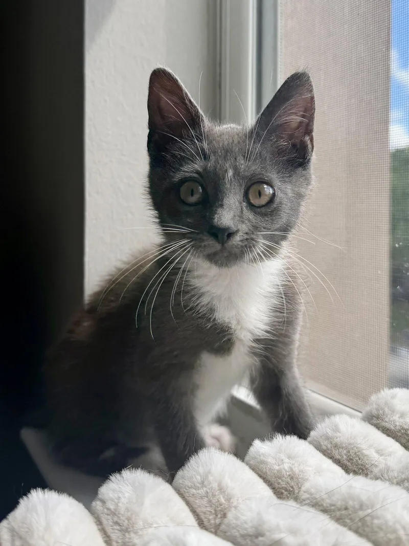 A baby medium-sized female Gray & White Domestic Short Hair cat named Smudge for adoption in Orlando, FL