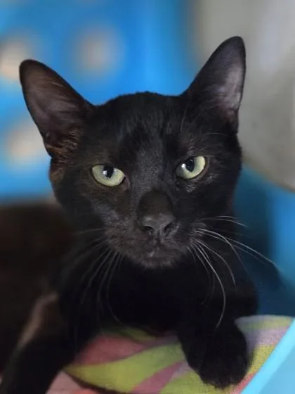 A baby small-sized female Domestic Short Hair cat named Penny Proud for adoption in Honolulu, HI