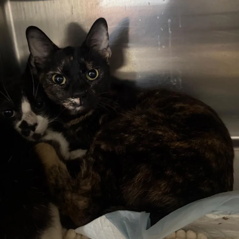 A young medium-sized female Black Domestic Short Hair cat named Tarte for adoption in Spokane, WA