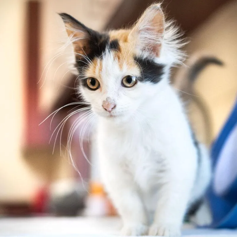 A baby small-sized female Domestic Medium Hair cat named Elphaba for adoption in Monroe, GA