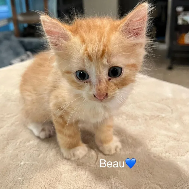 A baby small-sized male Orange / Red Domestic Short Hair cat named Beau for adoption in Peachtree City, GA
